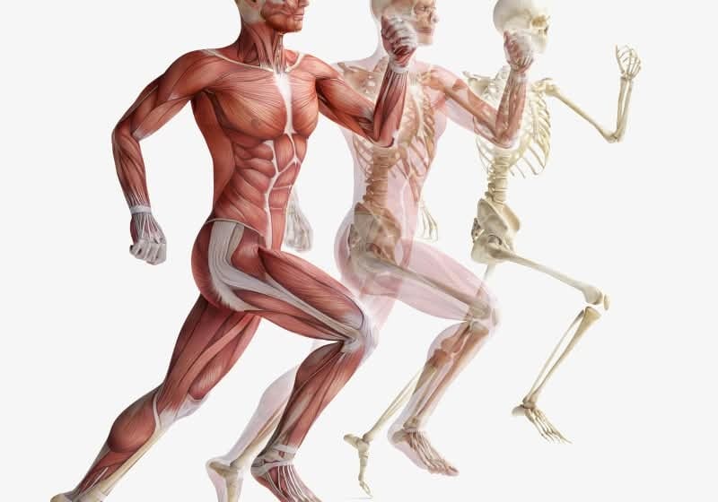 Pilates barrel types explained — Pilates equipment reference photograph